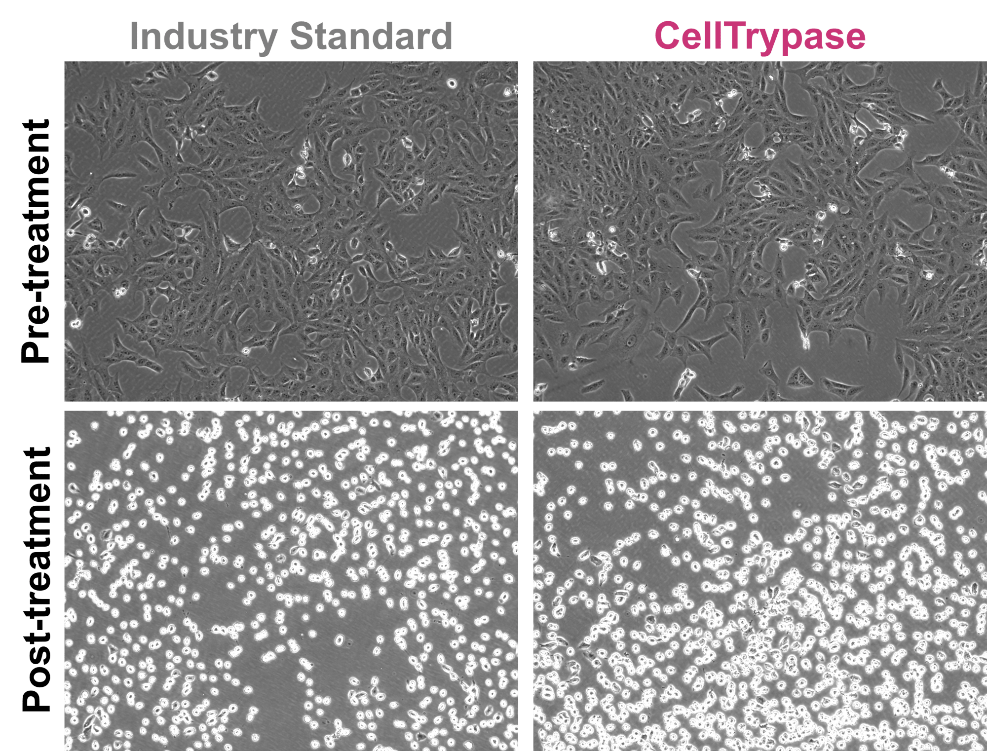 CellTrypase_Microscopy of HEK 293 cell dissociation-1