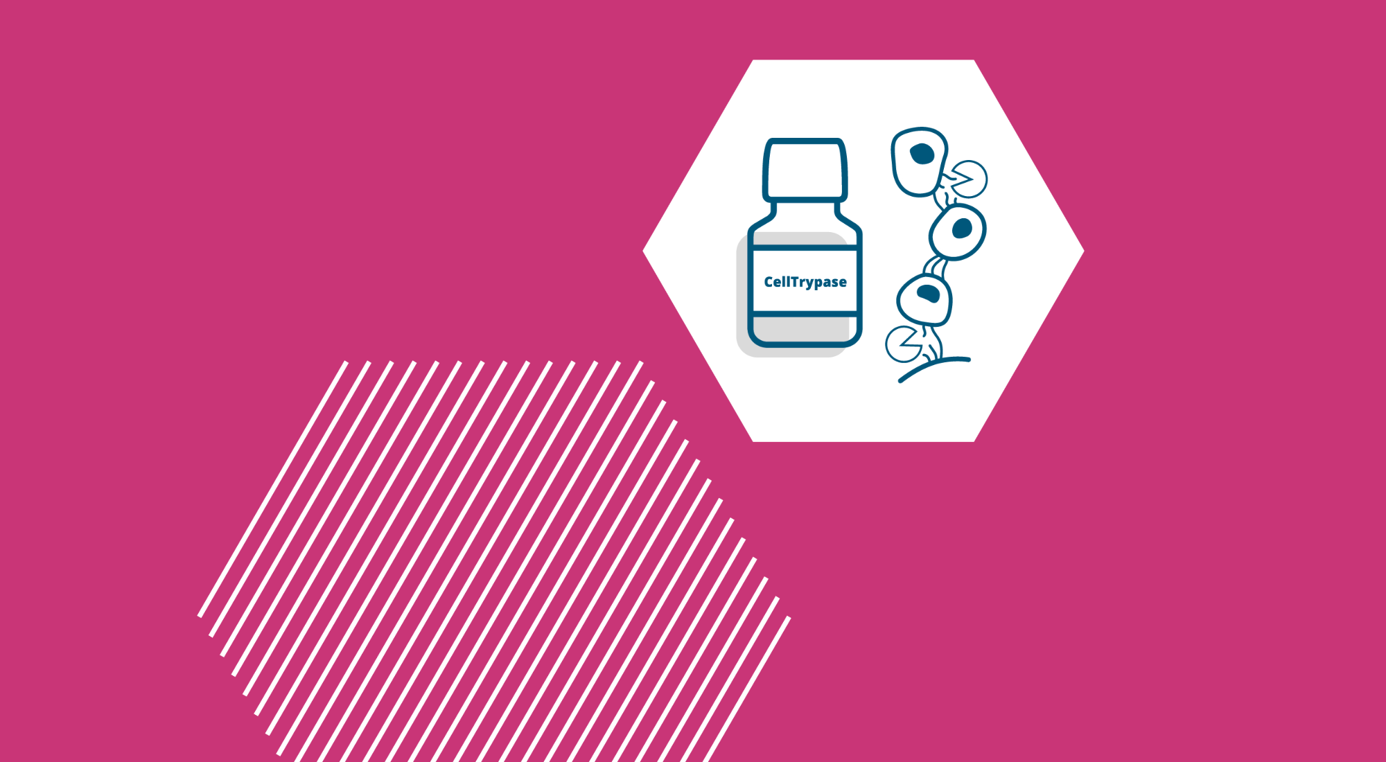 CellTrypase_Website_Theme Banner